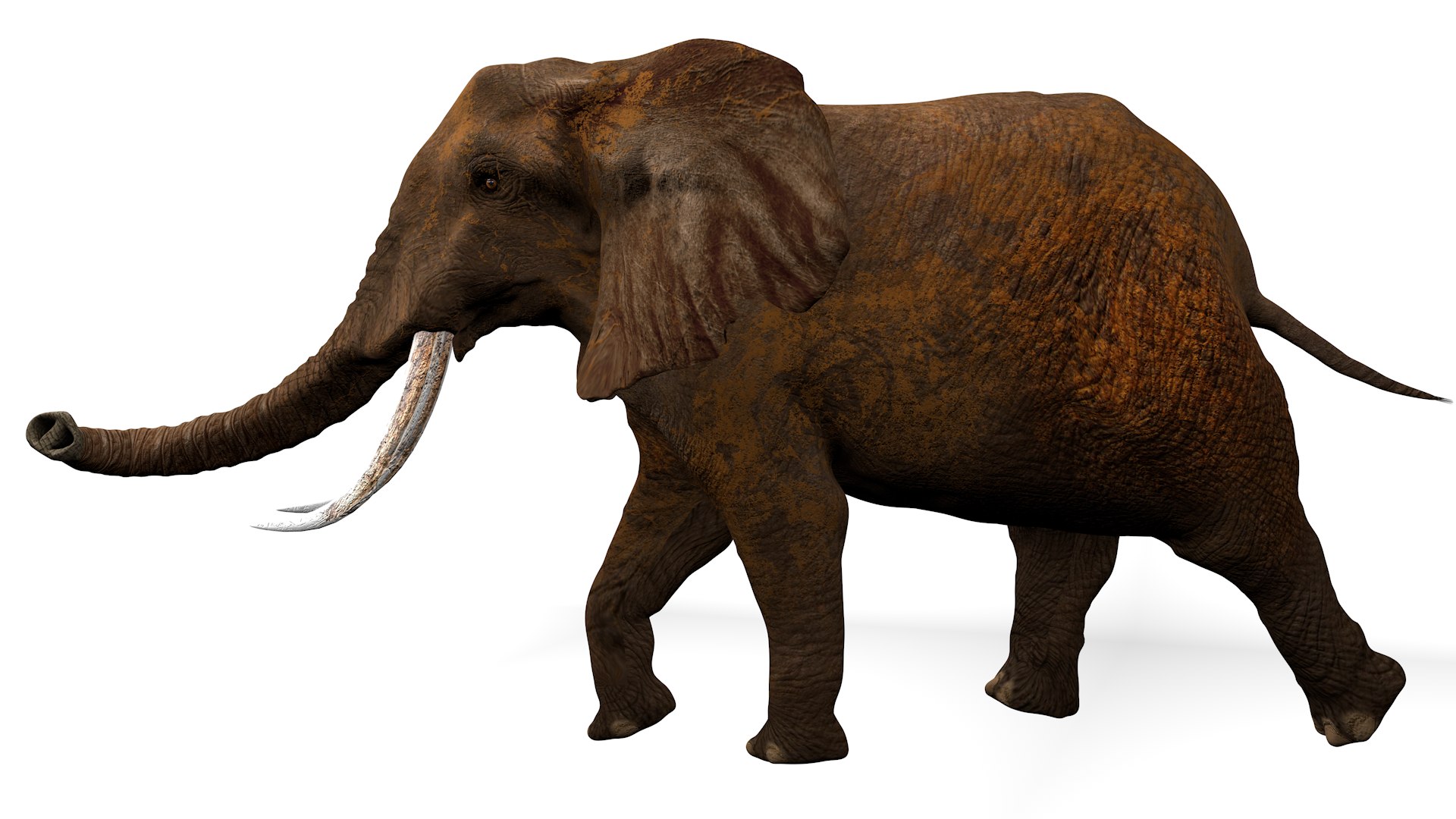 African Elephant RIGGED L2374 3D model https://p.turbosquid.com/ts-thumb/BV/sY6l2y/5z/09_0018/png/1745001349/1920x1080/fit_q87/5a76a526706a29caf844b74e37212d9765ed49a0/09_0018.jpg