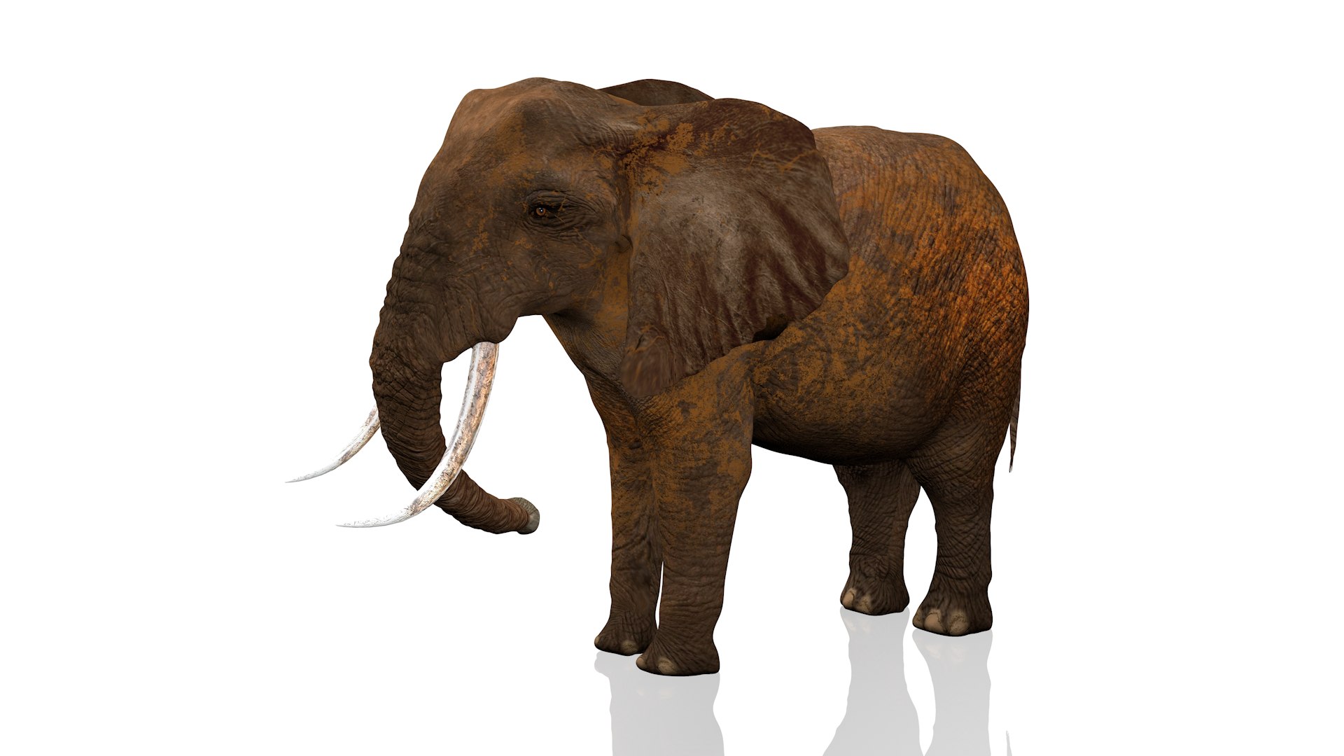 African Elephant RIGGED L2374 3D model https://p.turbosquid.com/ts-thumb/BV/sY6l2y/C3/1st0025/png/1745001343/1920x1080/fit_q87/5a1035081eeb60d01a89139f7ff6116f1323eb55/1st0025.jpg