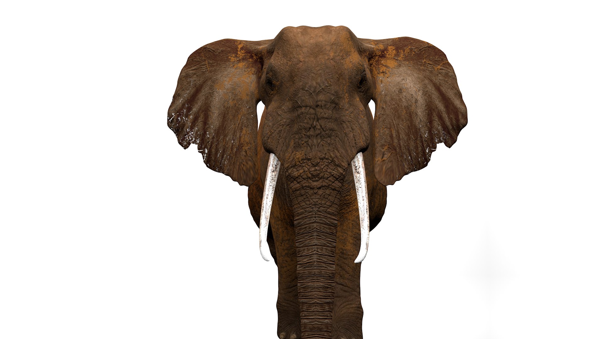 African Elephant RIGGED L2374 3D model https://p.turbosquid.com/ts-thumb/BV/sY6l2y/Cb/11_0035/png/1745001350/1920x1080/fit_q87/23b53613ba613497c67f3a1c2aa7ff21ab5521bd/11_0035.jpg