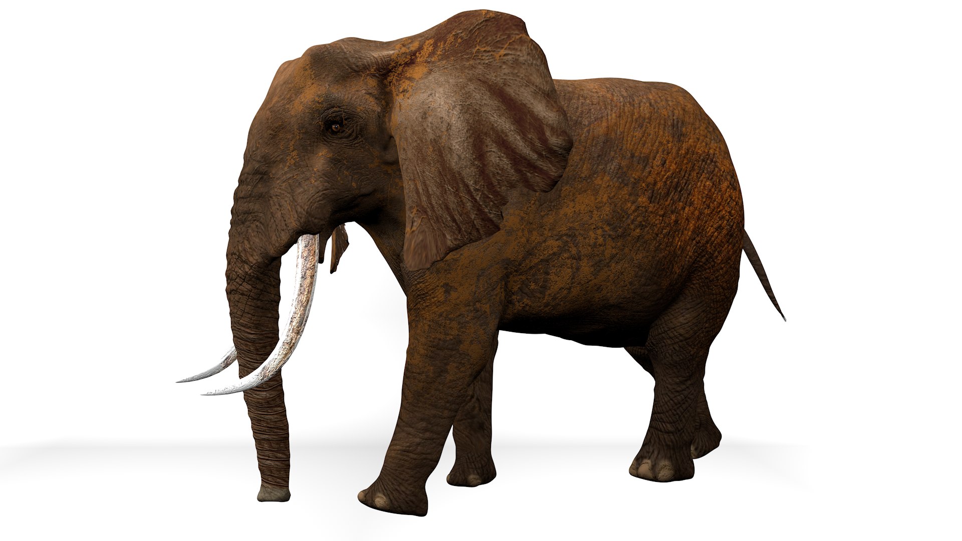 African Elephant RIGGED L2374 3D model https://p.turbosquid.com/ts-thumb/BV/sY6l2y/EC/10_0000/png/1745001352/1920x1080/fit_q87/aba7f5b9b9584d20b1f93066a5f839f80fe5eac5/10_0000.jpg