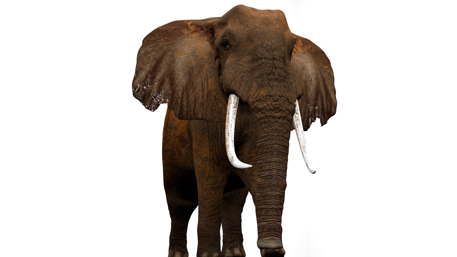 African Elephant RIGGED L2374 3D model https://p.turbosquid.com/ts-thumb/BV/sY6l2y/Ig/04_0035/png/1745001345/1920x1080/fit_q87/79d0399097139352786b25b62fb2c11dee85cde5/04_0035.jpg