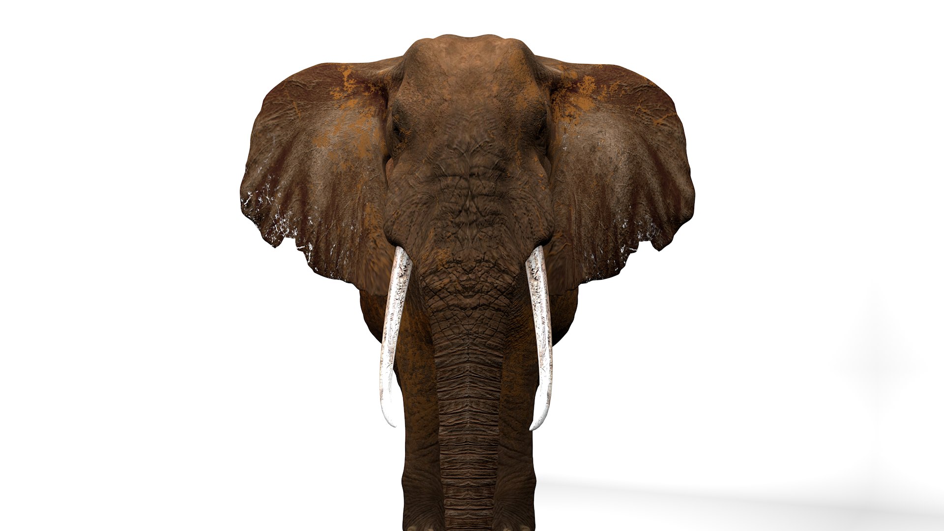 African Elephant RIGGED L2374 3D model https://p.turbosquid.com/ts-thumb/BV/sY6l2y/MS/13_0013/png/1745001352/1920x1080/fit_q87/61e642cbc8008dd9ad0c35e87fc5ab0edc66f0fa/13_0013.jpg