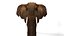 Éléphant d'Afrique RIGGED L2373