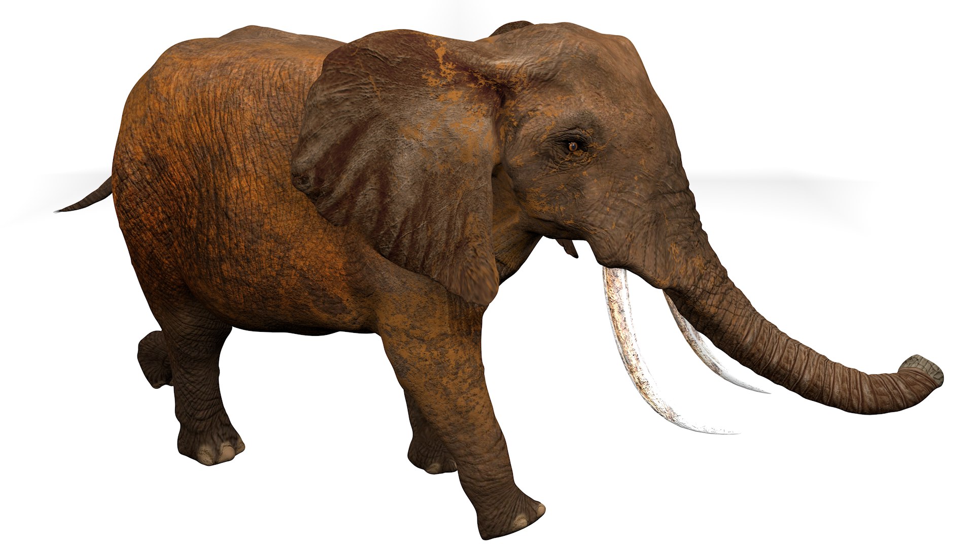 African Elephant RIGGED L2374 3D model https://p.turbosquid.com/ts-thumb/BV/sY6l2y/vL/12_0020/png/1745001352/1920x1080/fit_q87/3f449f85b75b304e8991213611221d5e59a7397d/12_0020.jpg