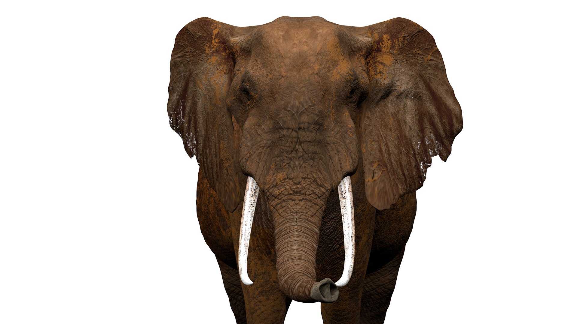 African Elephant RIGGED L2374 3D model https://p.turbosquid.com/ts-thumb/BV/sY6l2y/wC/07_0023/png/1745001347/1920x1080/fit_q87/467863919d421526249fda60b9866e76363a9e16/07_0023.jpg
