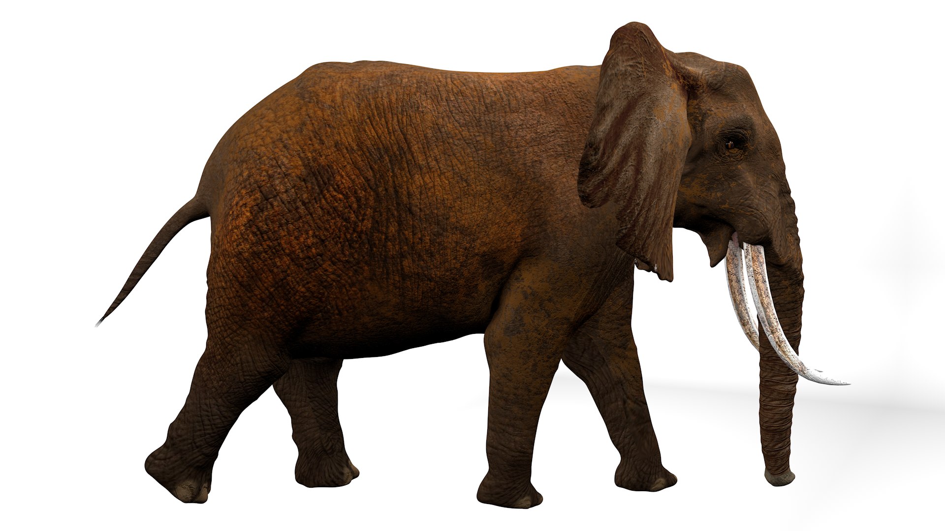African Elephant RIGGED L2374 3D model https://p.turbosquid.com/ts-thumb/BV/sY6l2y/wV/06_0003/png/1745001348/1920x1080/fit_q87/bdaadebeb0c09e92931aa43bc8618142fecb75f1/06_0003.jpg