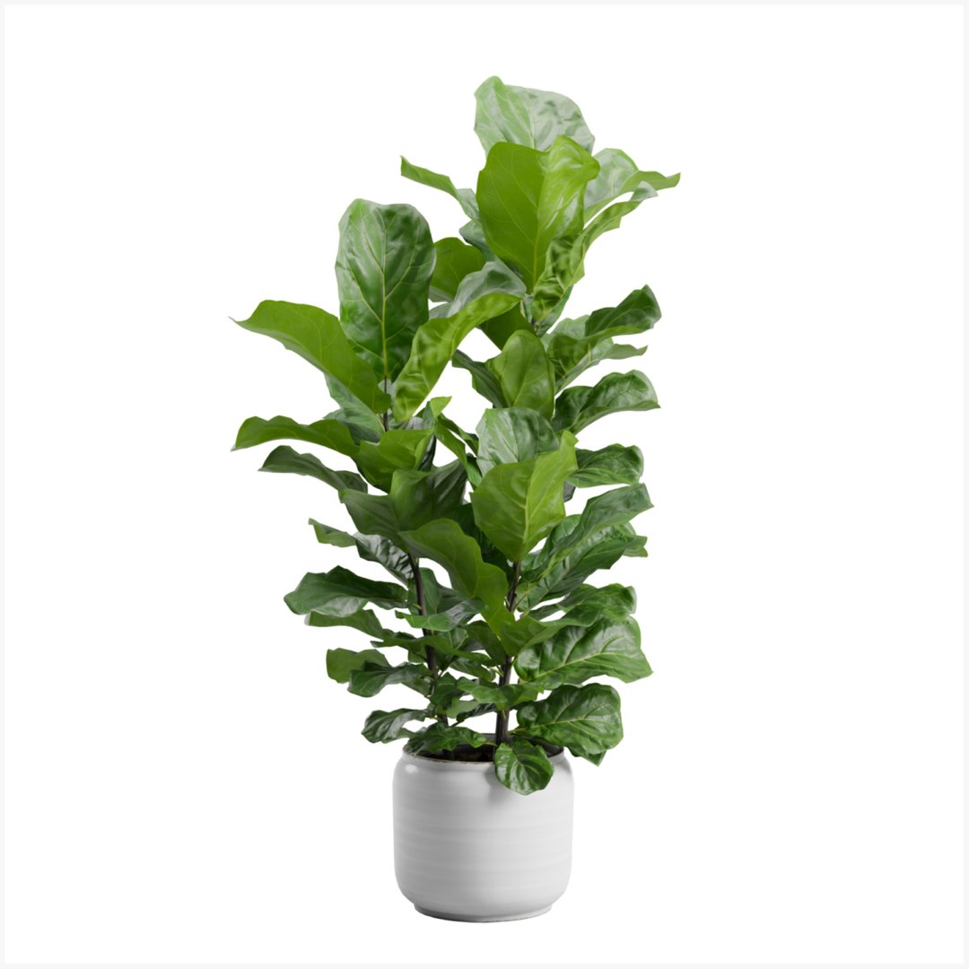 3D Potted Ficus Lyrata - TurboSquid 2112626