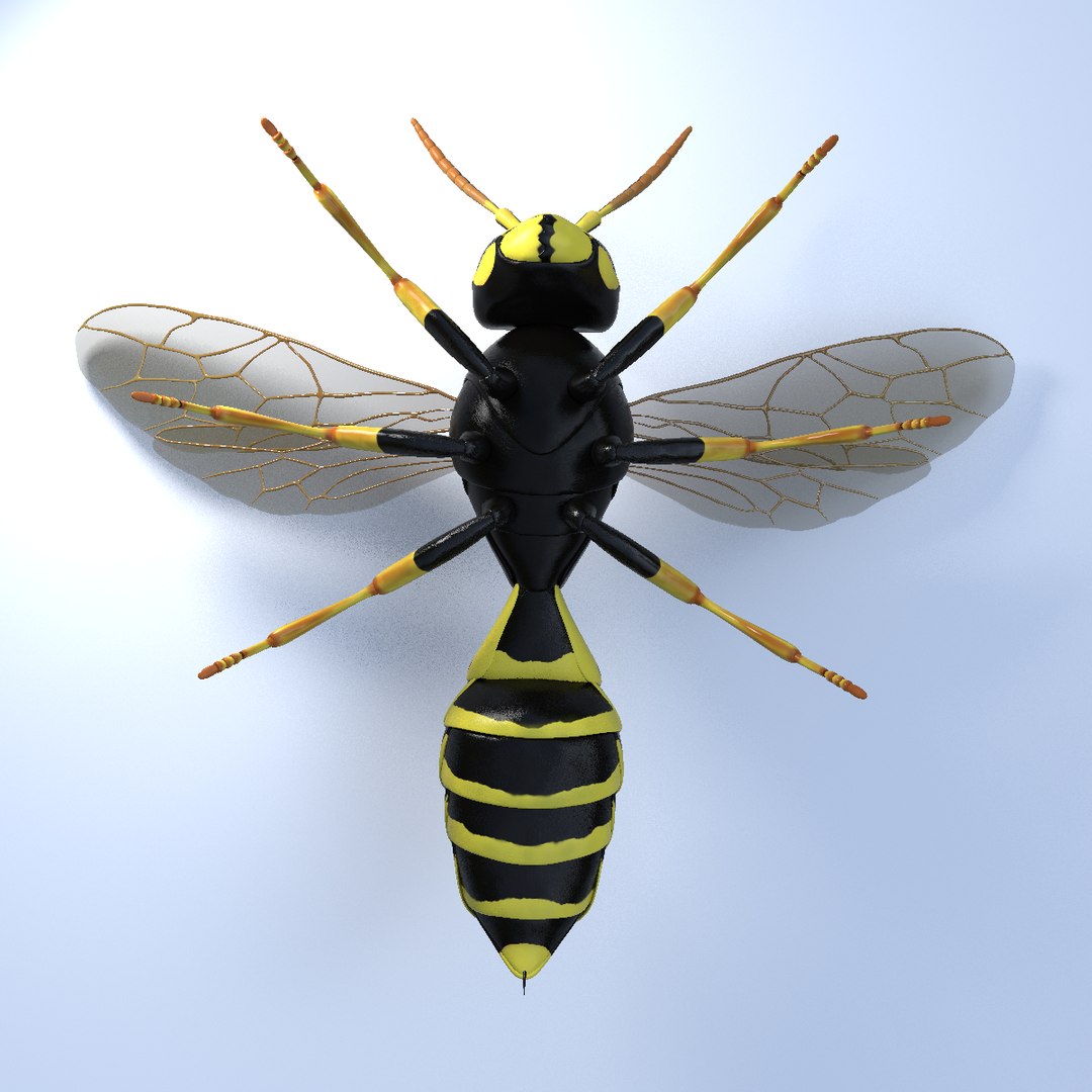 wasp animal 3d model https://p.turbosquid.com/ts-thumb/BW/aLjIM2/39rruZjw/8/png/1447237702/1920x1080/fit_q87/8e37ac1c5ecc34c9248524365a5613e4ab985544/8.jpg
