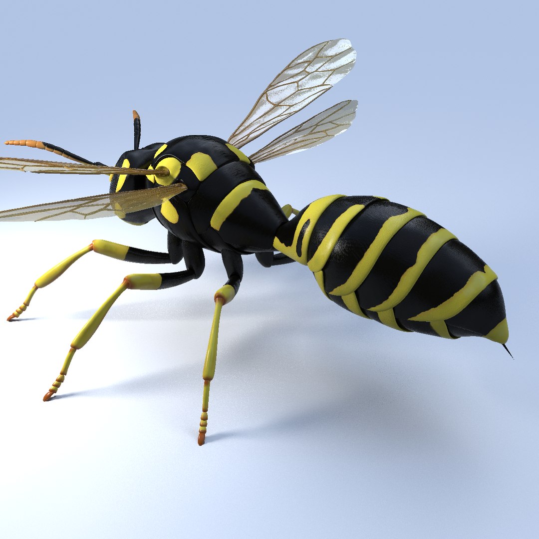 wasp animal 3d model https://p.turbosquid.com/ts-thumb/BW/aLjIM2/4Lif9hgx/3/png/1447237701/1920x1080/fit_q87/46e91029e5555a2b3da211c7a23f9d72668fd236/3.jpg