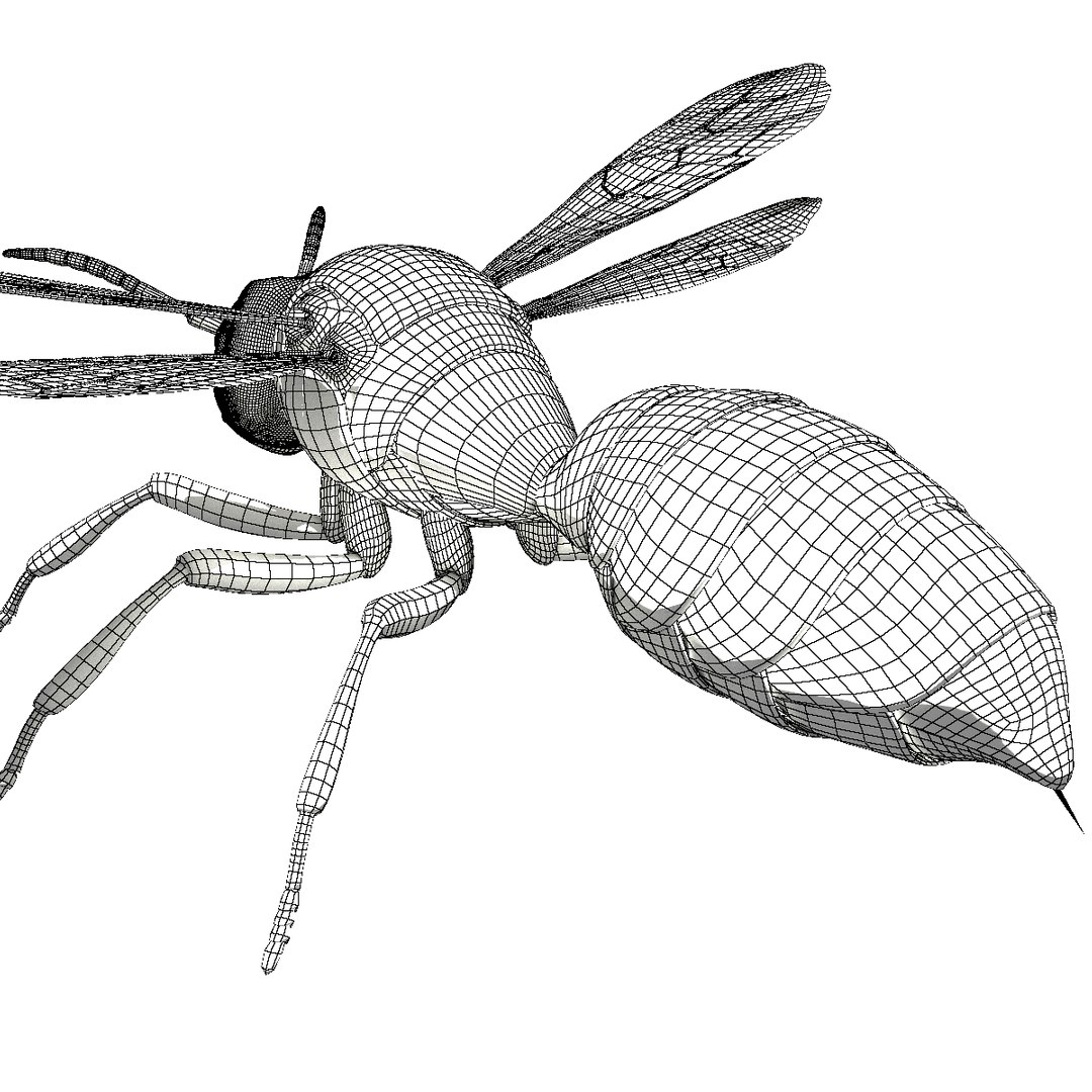 wasp animal 3d model https://p.turbosquid.com/ts-thumb/BW/aLjIM2/5hvZWqxh/wireframe7/png/1447237702/1920x1080/fit_q87/5500aa6c40e0a8f58eed537eabc451362e8db591/wireframe7.jpg