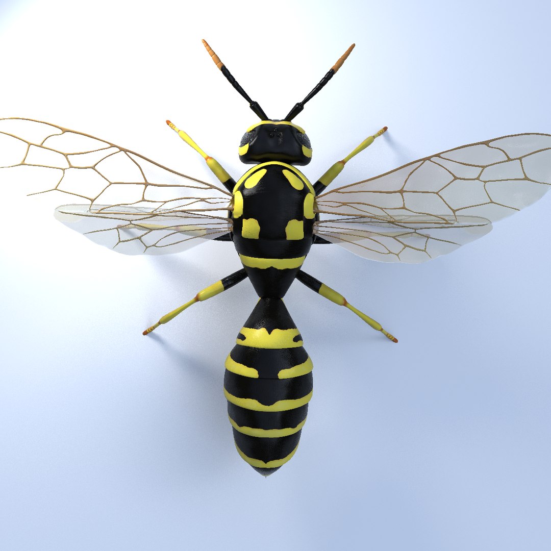 wasp animal 3d model https://p.turbosquid.com/ts-thumb/BW/aLjIM2/C9tsrANe/7/png/1447237702/1920x1080/fit_q87/0759dae0d3f6df0fec6ca608969c6a9069422942/7.jpg