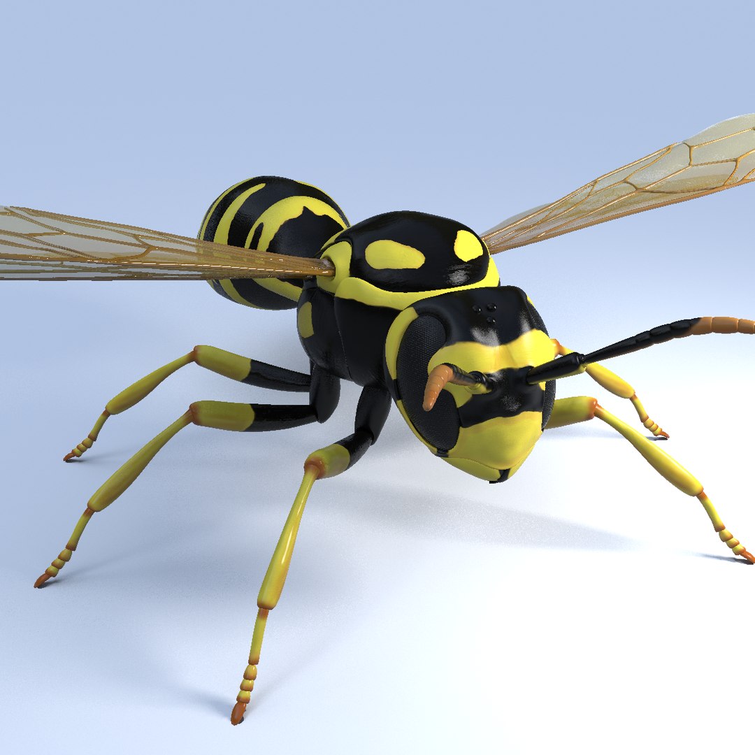 wasp animal 3d model https://p.turbosquid.com/ts-thumb/BW/aLjIM2/F3x7N5T9/6/png/1447237702/1920x1080/fit_q87/3b13199300559eadf1c47a8ebd5ee80cb5bf1f4f/6.jpg