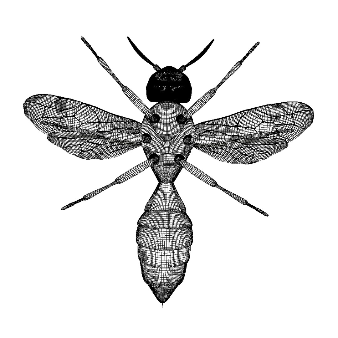 wasp animal 3d model