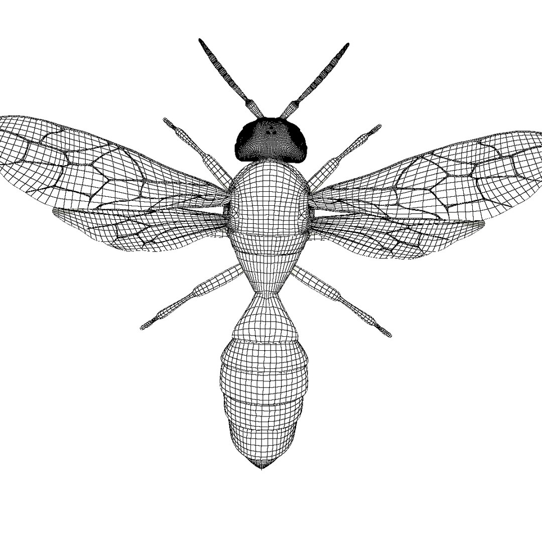 wasp animal 3d model https://p.turbosquid.com/ts-thumb/BW/aLjIM2/PvcIzeuo/wireframe3/png/1447237702/1920x1080/fit_q87/2245fe7fd3c4959cd8df930082e58950bdf64c4e/wireframe3.jpg