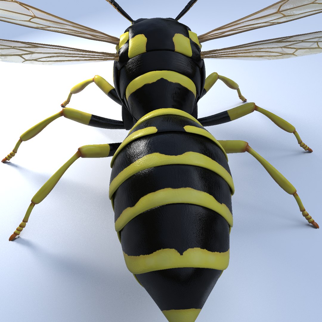 wasp animal 3d model https://p.turbosquid.com/ts-thumb/BW/aLjIM2/SscDfoDM/4/png/1447237701/1920x1080/fit_q87/66e4d7b8d8df65bc9abf596fdd2e88c85328d79e/4.jpg