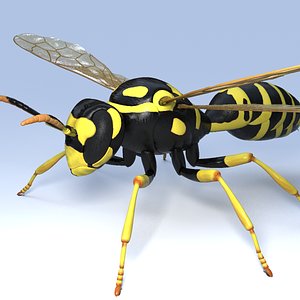 Wasp