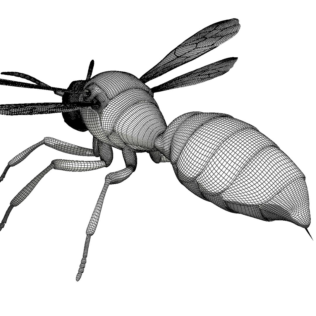 wasp animal 3d model https://p.turbosquid.com/ts-thumb/BW/aLjIM2/hvbunR9S/wireframe6/png/1447237702/1920x1080/fit_q87/ad1142c7dcf841b0e72767b5ae1192f49a56ac9e/wireframe6.jpg