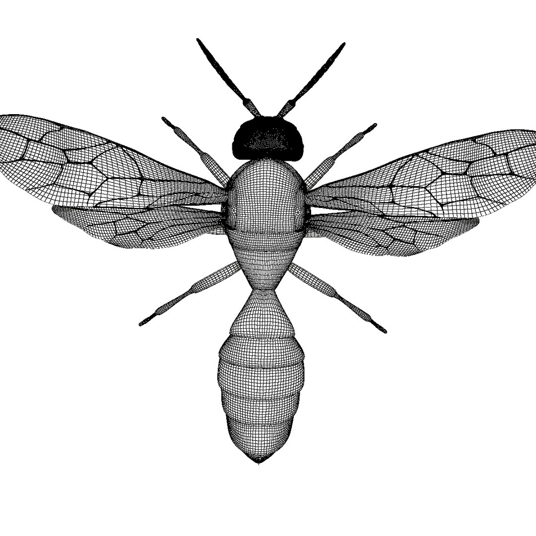wasp animal 3d model https://p.turbosquid.com/ts-thumb/BW/aLjIM2/jDtA9RgM/wireframe2/png/1447237702/1920x1080/fit_q87/88665a65960067d725be3bb36e193985cea26b61/wireframe2.jpg