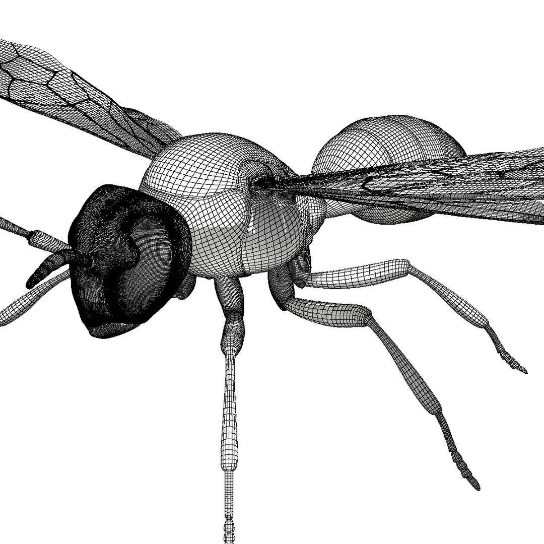 wasp animal 3d model https://p.turbosquid.com/ts-thumb/BW/aLjIM2/kxm9IsBV/wireframe5/png/1447237702/1920x1080/fit_q87/c3f22377a6621f5a5695a73c74e33250651f424c/wireframe5.jpg