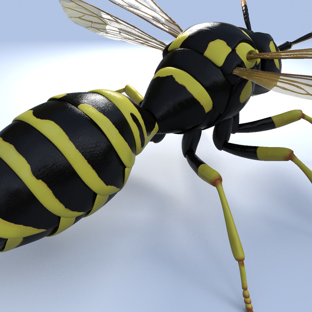 wasp animal 3d model https://p.turbosquid.com/ts-thumb/BW/aLjIM2/oqLhiIwJ/5/png/1447237701/1920x1080/fit_q87/7097a357510ff4220943c336049d57f3b147d962/5.jpg