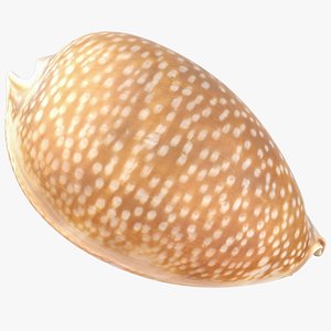 ErosariaLamarckii 3D model