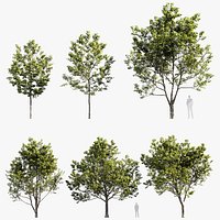 Platanus occidentalis American sycamore