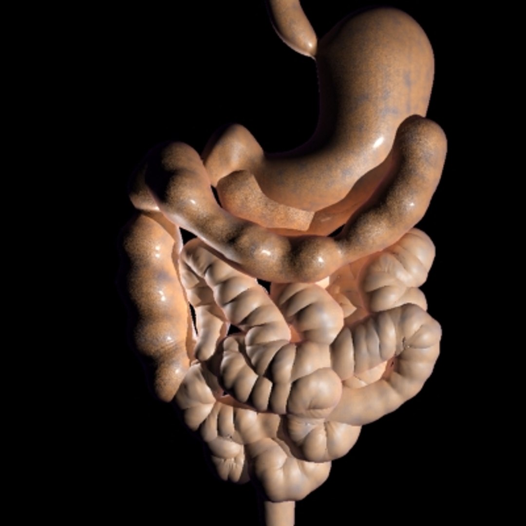 Max Digestive Intestine