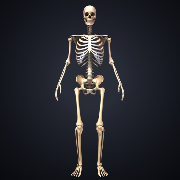 3D model skeleton arteries veins nerves - TurboSquid 1218745