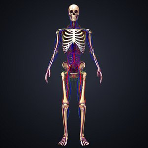 3D model skeleton arteries veins nerves