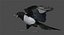 Black-billed Magpie (Animated)