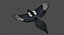 Black-billed Magpie (Animated)