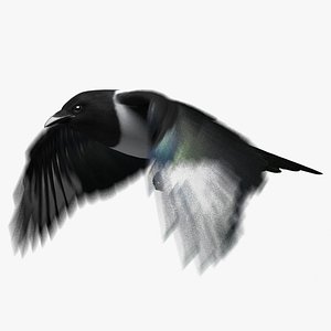 Black-billed Magpie (Animated)