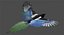 Black-billed Magpie (Animated)