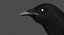 Black-billed Magpie (Animated)