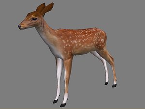 fallow deer summer 3d model