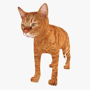 Red cat