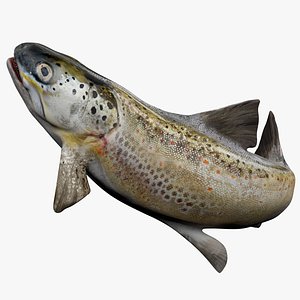 3D model TROUT L1738