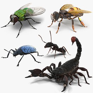 3D insects set gibbifer model