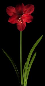 3d flower amaryllis model