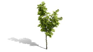 Realistic Boxelder Maple Pack