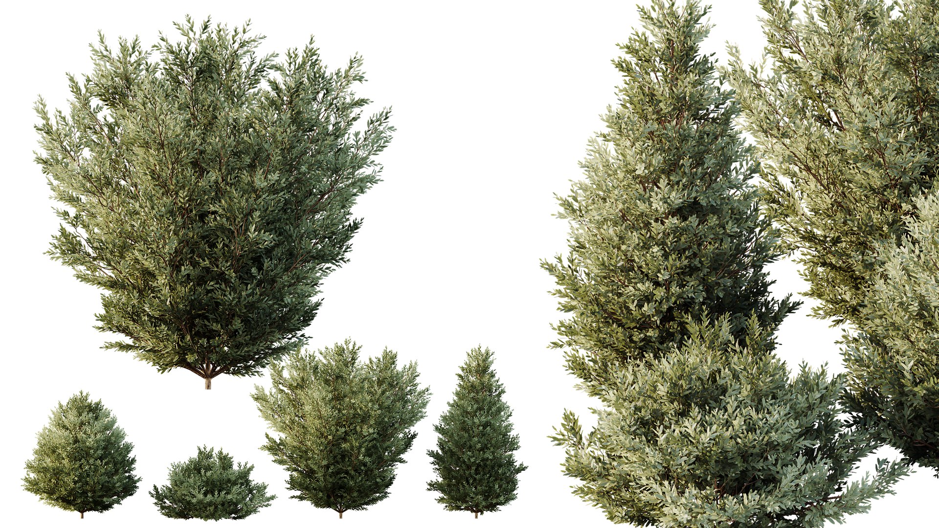 AV 8  Different  Montra Olive Bush 3D model https://p.turbosquid.com/ts-thumb/BX/MAbYDH/2H/04/png/1761201073/1920x1080/fit_q87/e2a9e675ce28f281c13e104d07001f87761b8641/04.jpg