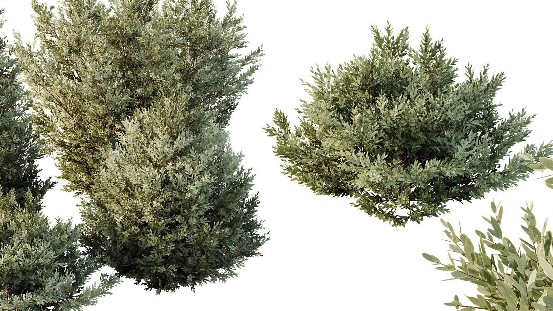 AV 8  Different  Montra Olive Bush 3D model https://p.turbosquid.com/ts-thumb/BX/MAbYDH/mA/06/png/1761201075/1920x1080/fit_q87/c1b13c88b938af4460cea503b9e2526a07ed870a/06.jpg