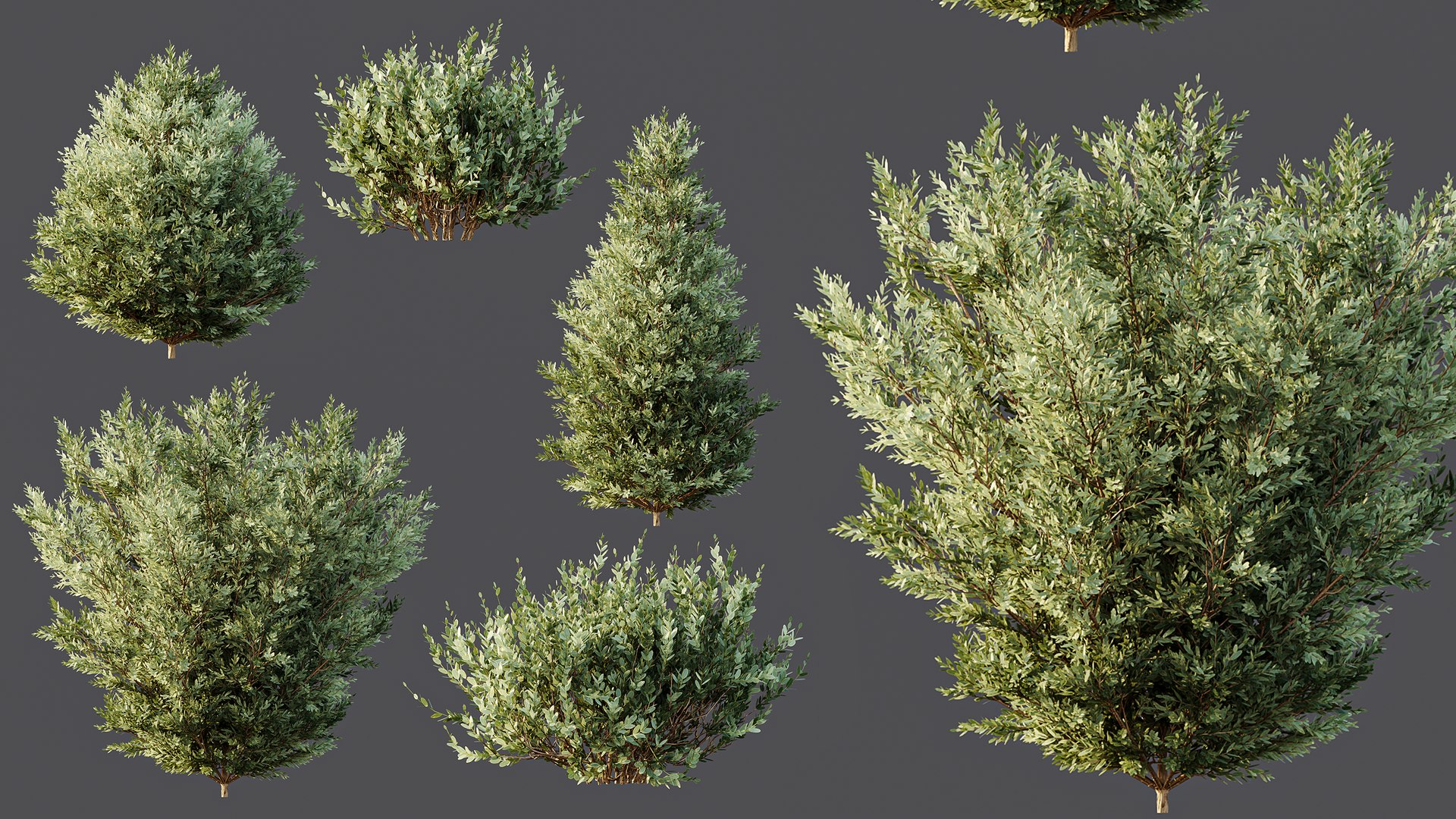 AV 8  Different  Montra Olive Bush 3D model https://p.turbosquid.com/ts-thumb/BX/MAbYDH/x6/05/png/1761201074/1920x1080/fit_q87/32596fe077171a5698440b11d745a326a5a2027c/05.jpg