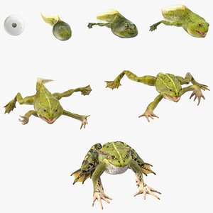 Frog Life Cycle Stages model
