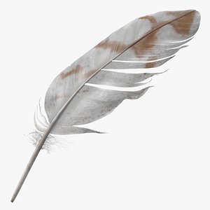 Pheasant Feather