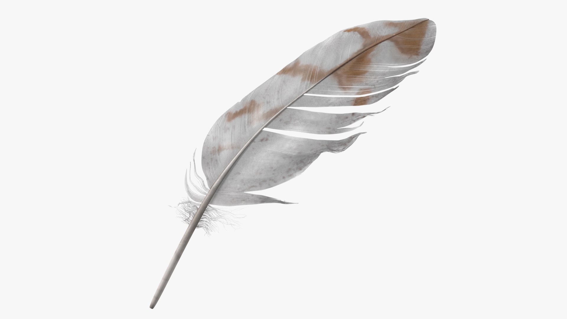 Pheasant Feather 3D model preview
