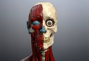skeleton muscles study 3D model