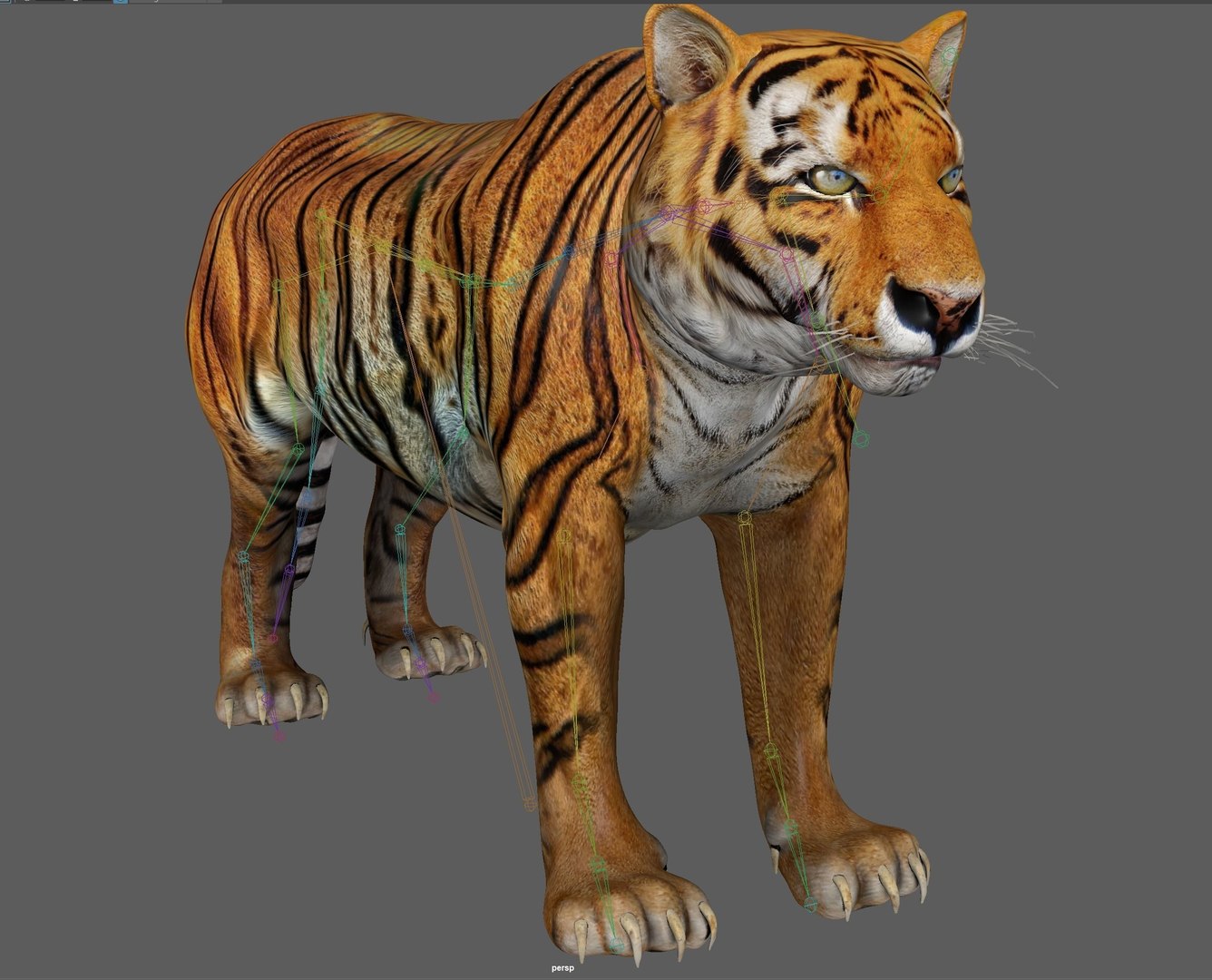 3D Model Tiger Rigged - TurboSquid 1880954