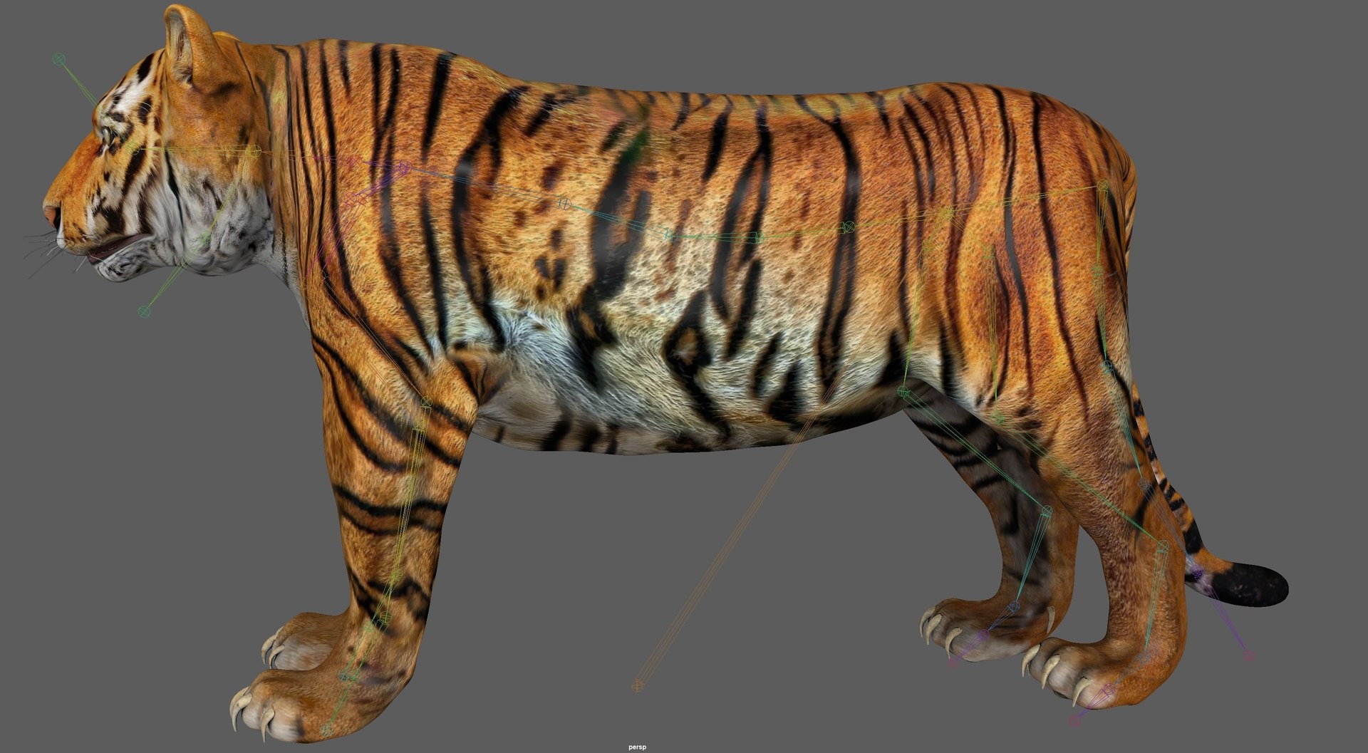 3D Model Tiger Rigged - TurboSquid 1880954