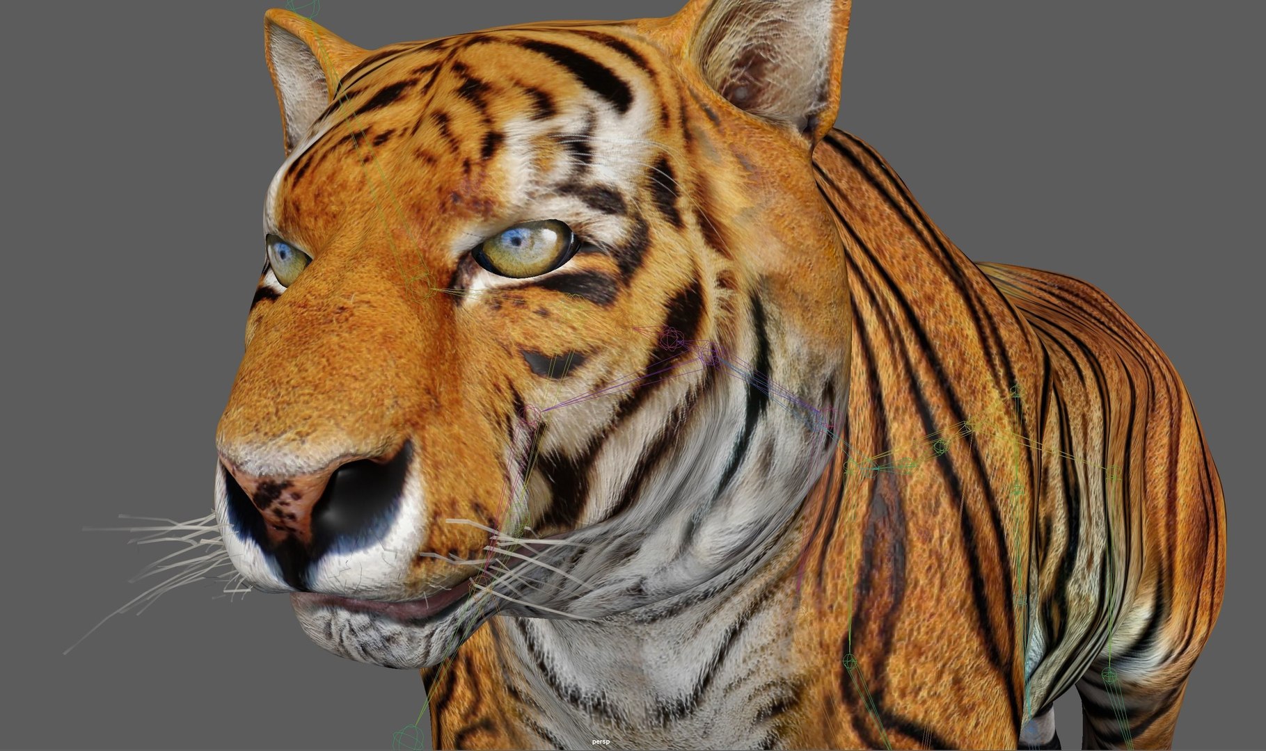 3D Model Tiger Rigged - TurboSquid 1880954